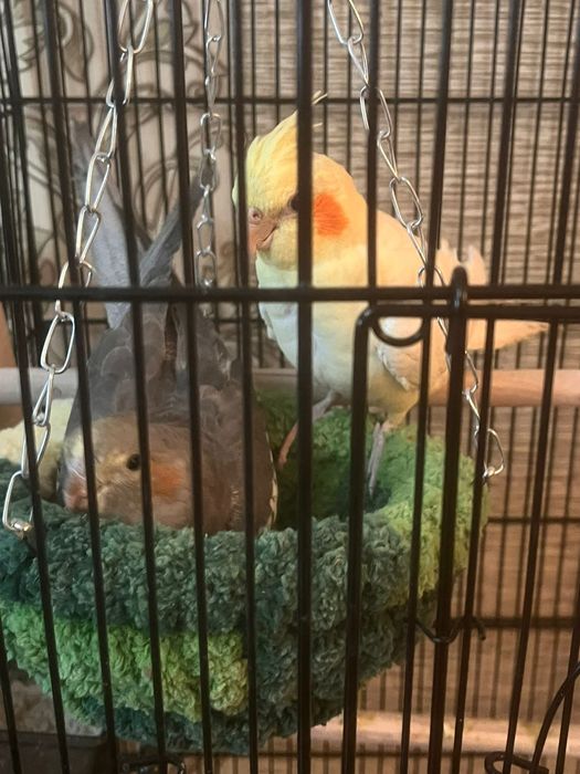 Продам Попугаев породы Корелла, мальчик и девочка.