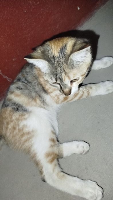 Котёнок даром в добрые руки