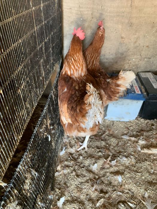 Vand gaini outoare LIvrarea Gratuita