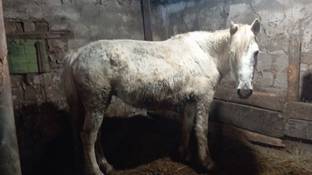 Продается кобыла