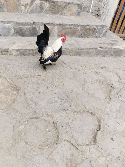 Cocoși pitici de vânzare