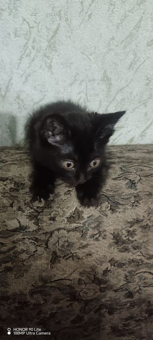 Отдам котика в хорошие руки