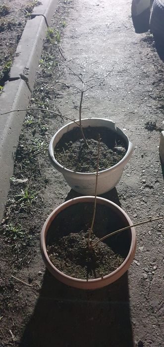 Продам саженцы жасмина.