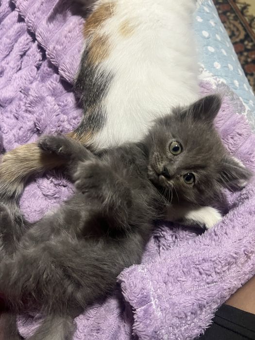 Отдам котят девочка и мальчик