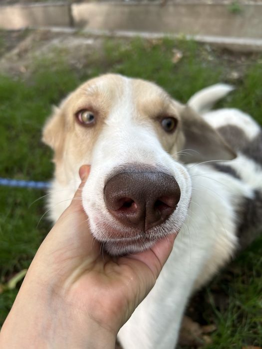 Собака в добрые руки