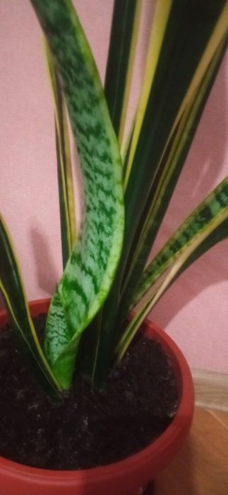 Сансевиера , меч