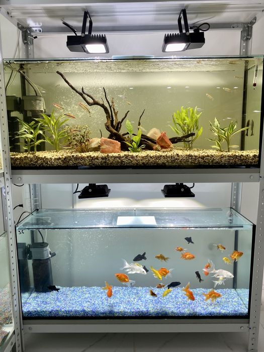 Аквариумные рыбки! Современная студия аквариумов!