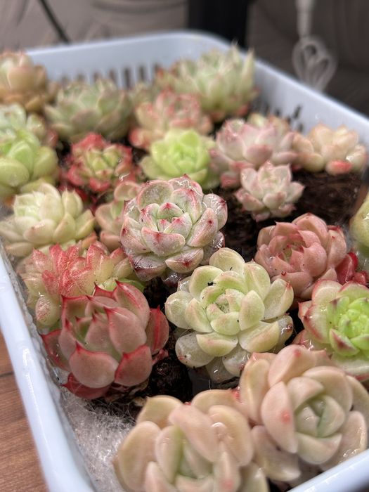 Суккуленты любой 2500