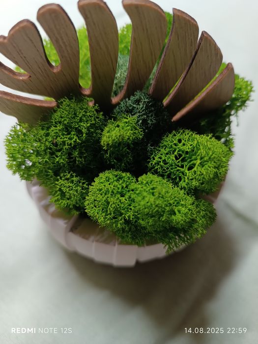 Скандинавски мъх