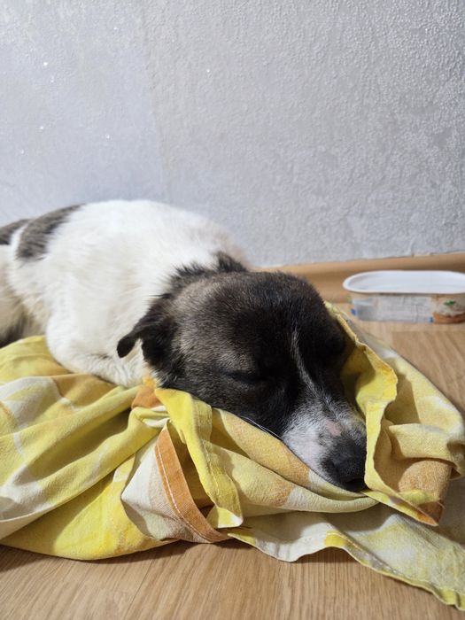 Собачка ищет дом