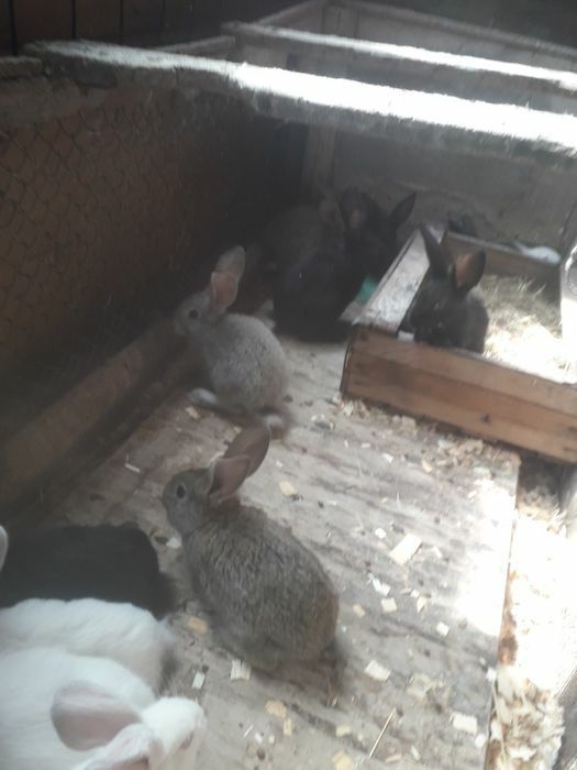 Крольчата 8месяца фландры великаны