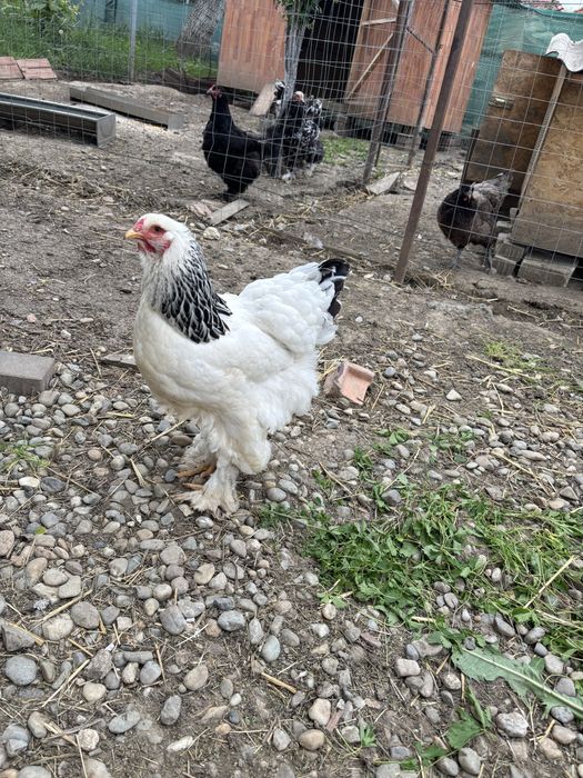 Gaini Brhama Alb si Negru