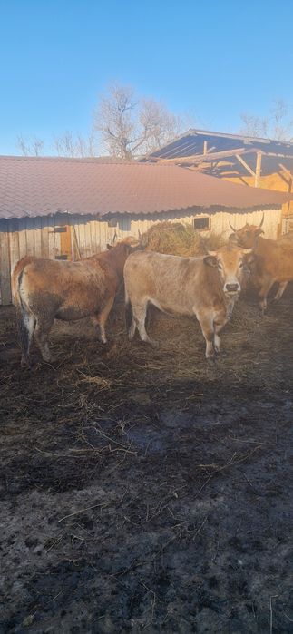 Juninci Gestante rasă Aubrac