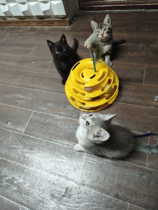 Котята даром в добрые руки