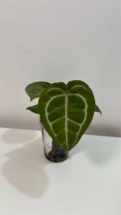 anthurium (red Magnificum Tezula x zara f4) x Luxurians
