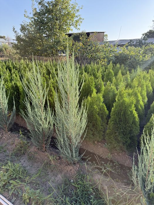 Продажа хвойных растений