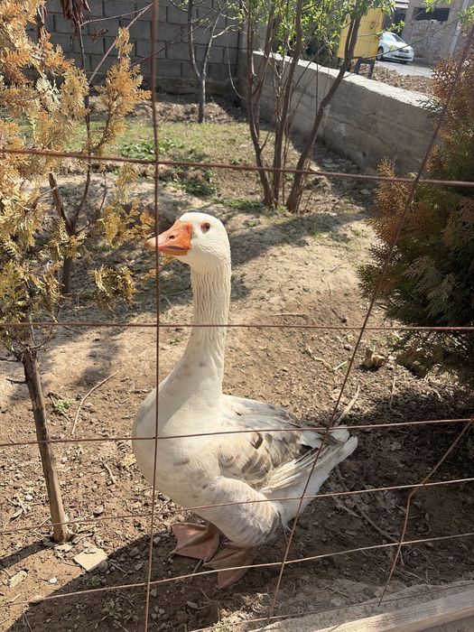 Казылар Линда белые