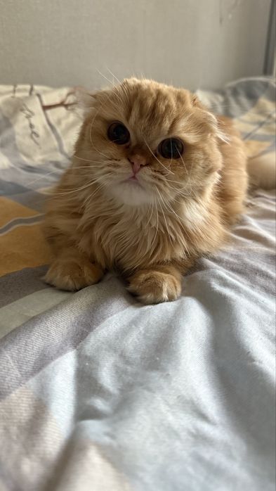 Продаётся Скотиш - Фолд Хайленд