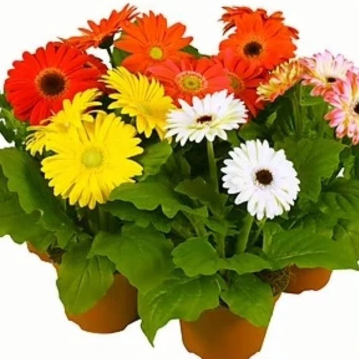 Комнатные цветы на подарок