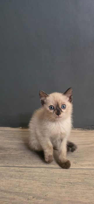 Отдам в добрые руки