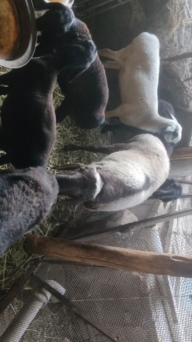 Кочкор  сотилади