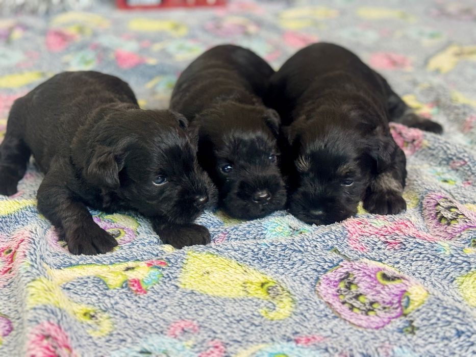 Малки цвергшнауцери търсят своя дом