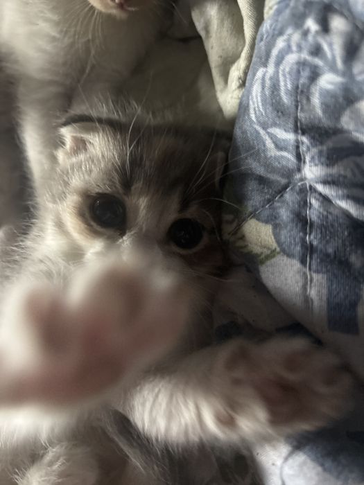 Котята вислоухие