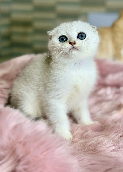 Котята с документами