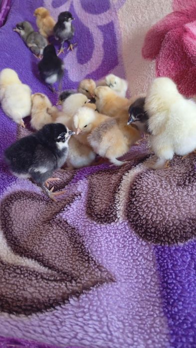 Pui brahma portelan si herminat deschis, mix brahma gaini de țară, australorp, matase japoneza