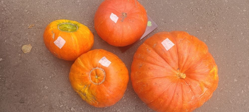 Продам , тыква 10 кг