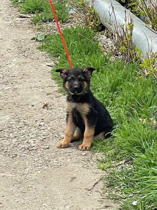 Продам щенков Немецкой Овчарки