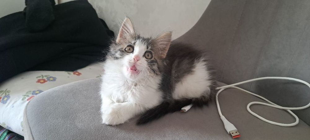 Кошечка отдам даром