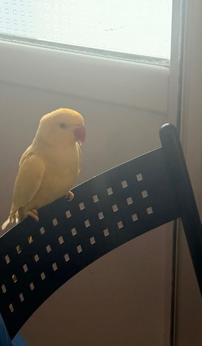 Papagal micul Alexander