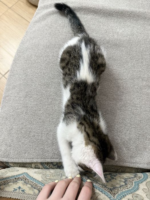 Котенок Мальчик