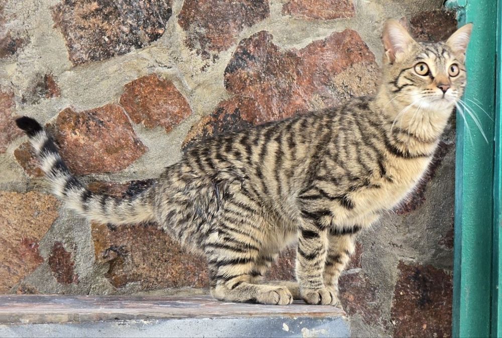 Котик ищет дом и любящих хозяев