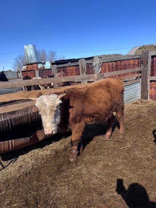 Бұқалар сатылады.