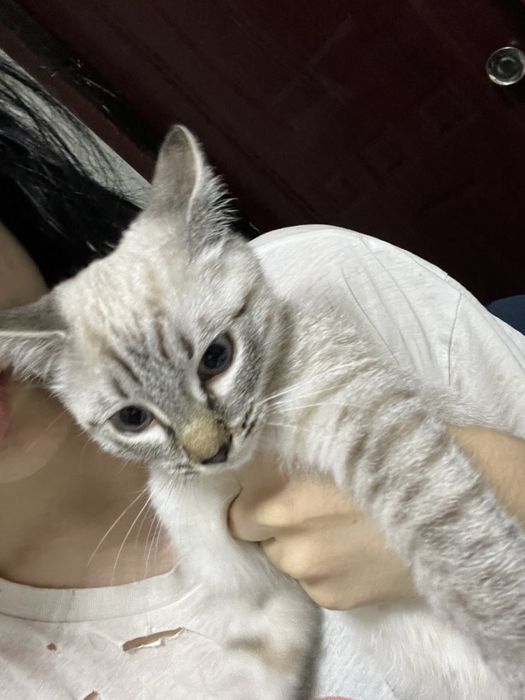 Отдаем котенка бесплатно в добрые руки