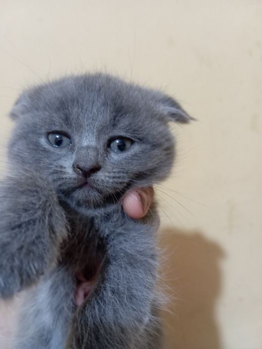 Marina Gorka onlayn porno