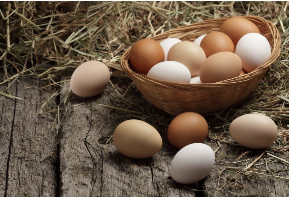 Vand oua gaini de casa..si de auracana..fara colesterol