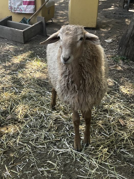 Продам     баранов.