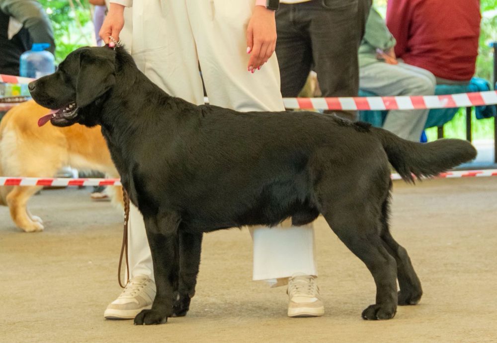 Ищем девочку для вязки Лабрадор ретривер