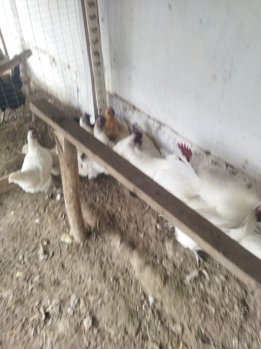 Ухайли тухуми(яйцо) сотилади.