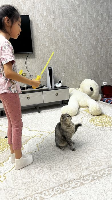 Отдам  кота в хорошие руки.