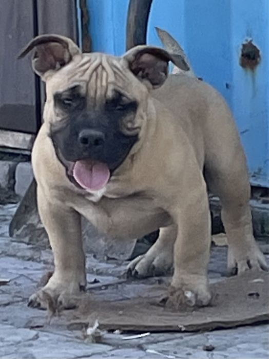 Щенки американский булли