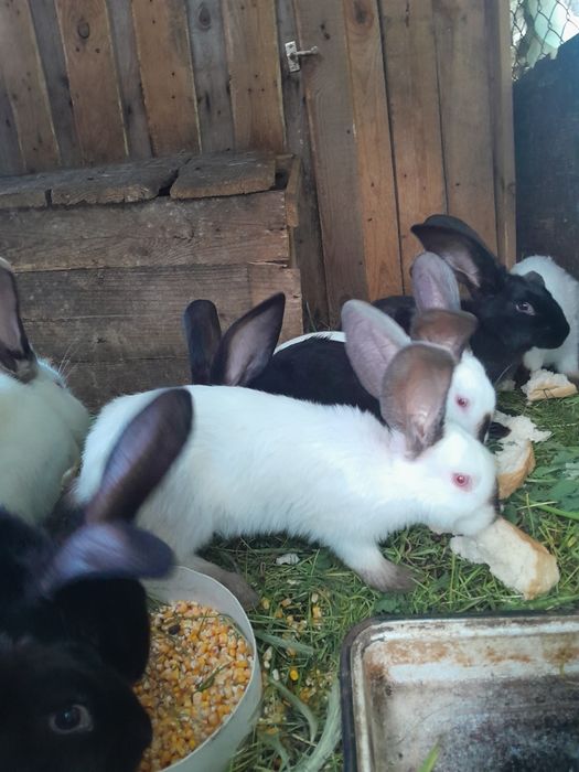 Iepuri, rasa uriașul belgian