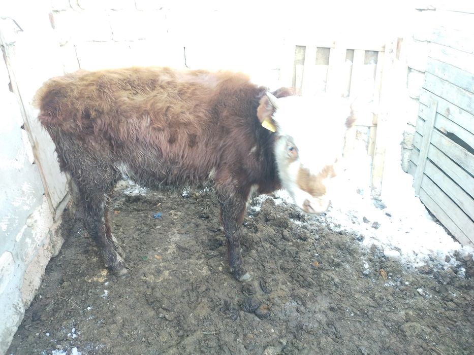 Продам телят ,,,