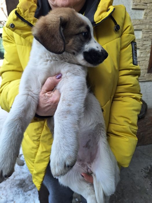 Отдам в хорошие руки