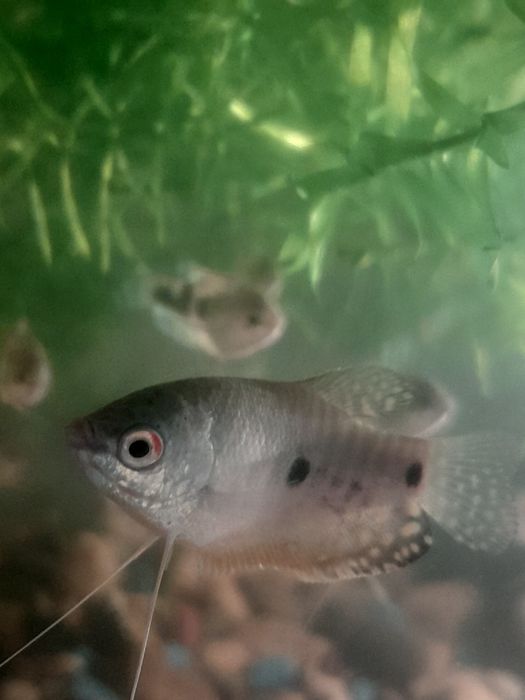 Аквариумные рыбки