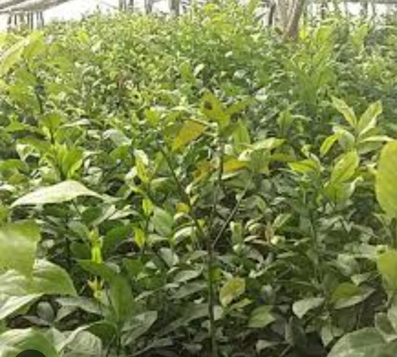 Limon kochat sotiladi