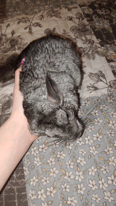 Животные продам шиншиллу